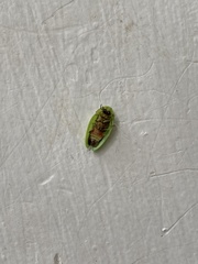 Aspisoma physonotum