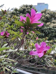 Rhododendron pulchrum phoeniceum