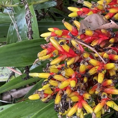 Guzmania scherzeriana