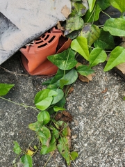 Cocculus orbiculatus