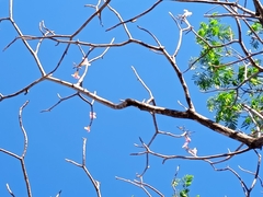 Tabebuia rosea