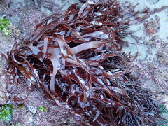 Pachymenia dichotoma