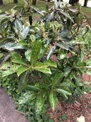 Magnoliopsida