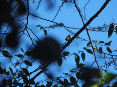 Euphonia xanthogaster