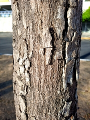 Roseodendron donnell-smithii