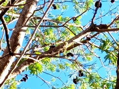 Enterolobium cyclocarpum