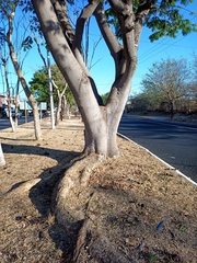 Enterolobium cyclocarpum