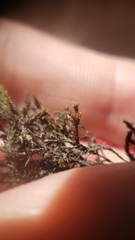 Schistidium rivulare
