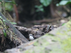 Cinclus leucocephalus