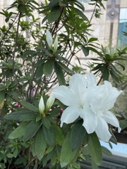 Rhododendron mucronatum