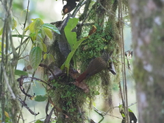 Thripadectes holostictus