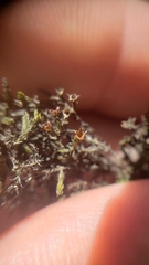 Schistidium rivulare