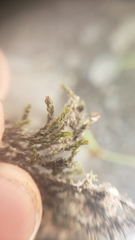 Schistidium rivulare