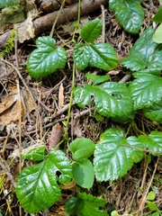 Rubus nivalis