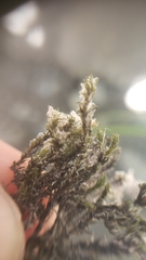 Schistidium rivulare