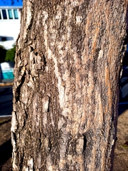 Roseodendron donnell-smithii