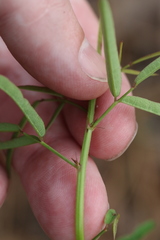 Desmodium strictum
