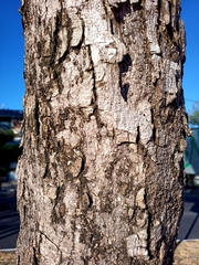 Roseodendron donnell-smithii