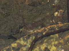 Rhinogobius duospilus