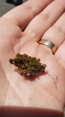 Amphidium californicum