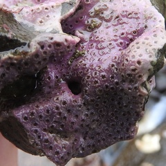 Stylantheca papillosa