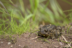 Anaxyrus boreas boreas