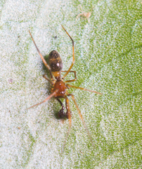 Coleosoma
