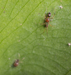 Coleosoma