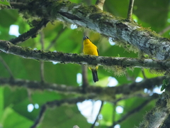 Anisognathus somptuosus