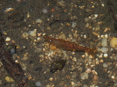 Neocaridina palmata