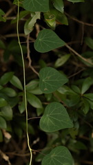 Cyclea barbata