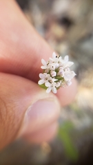 Plectritis congesta brachystemon