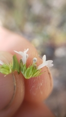 Plectritis congesta brachystemon