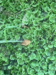 Lunularia cruciata