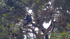 Semnopithecus johnii