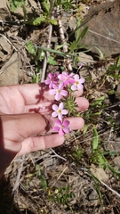 Leptosiphon androsaceus