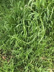 Poaceae