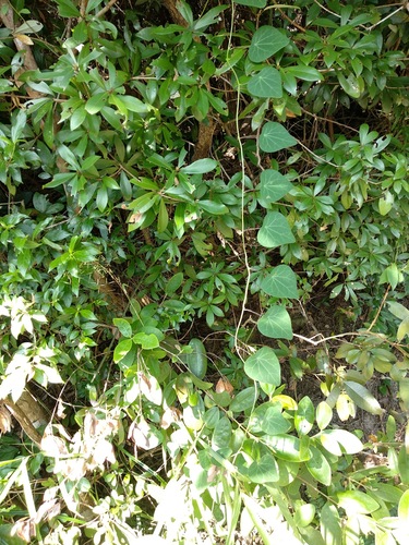 Cyclea barbata, photograph 6