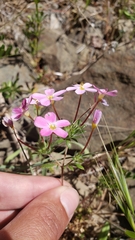 Leptosiphon androsaceus
