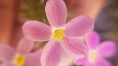 Leptosiphon androsaceus