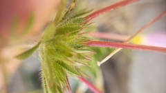Leptosiphon androsaceus