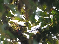 Andigena laminirostris