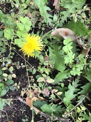 Taraxacum