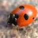 5-spotted Lady Beetle - Photo (c) AnneTanne, some rights reserved (CC BY-NC)