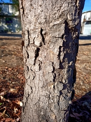 Roseodendron donnell-smithii