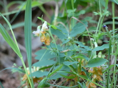 Lathyrus sulphureus