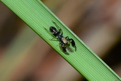 Ligonipes lacertosus