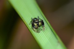 Ligonipes lacertosus