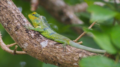 Calotes grandisquamis