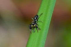 Ligonipes lacertosus